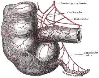 Illustration for article titled 10 Vestigial Traits You Didn't Know You Had